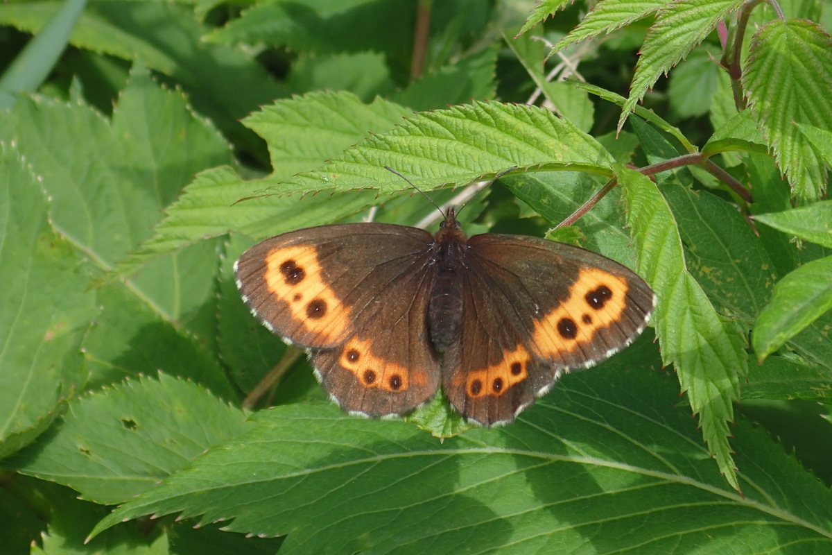 蝶標本ベニヒカゲ、クモマベニヒカゲ、シロオビヒメヒカゲ中型ドイツ標本箱入り 蝶標本ベニヒカゲ、クモマベニヒカゲ、シロオビヒメヒカゲ中型